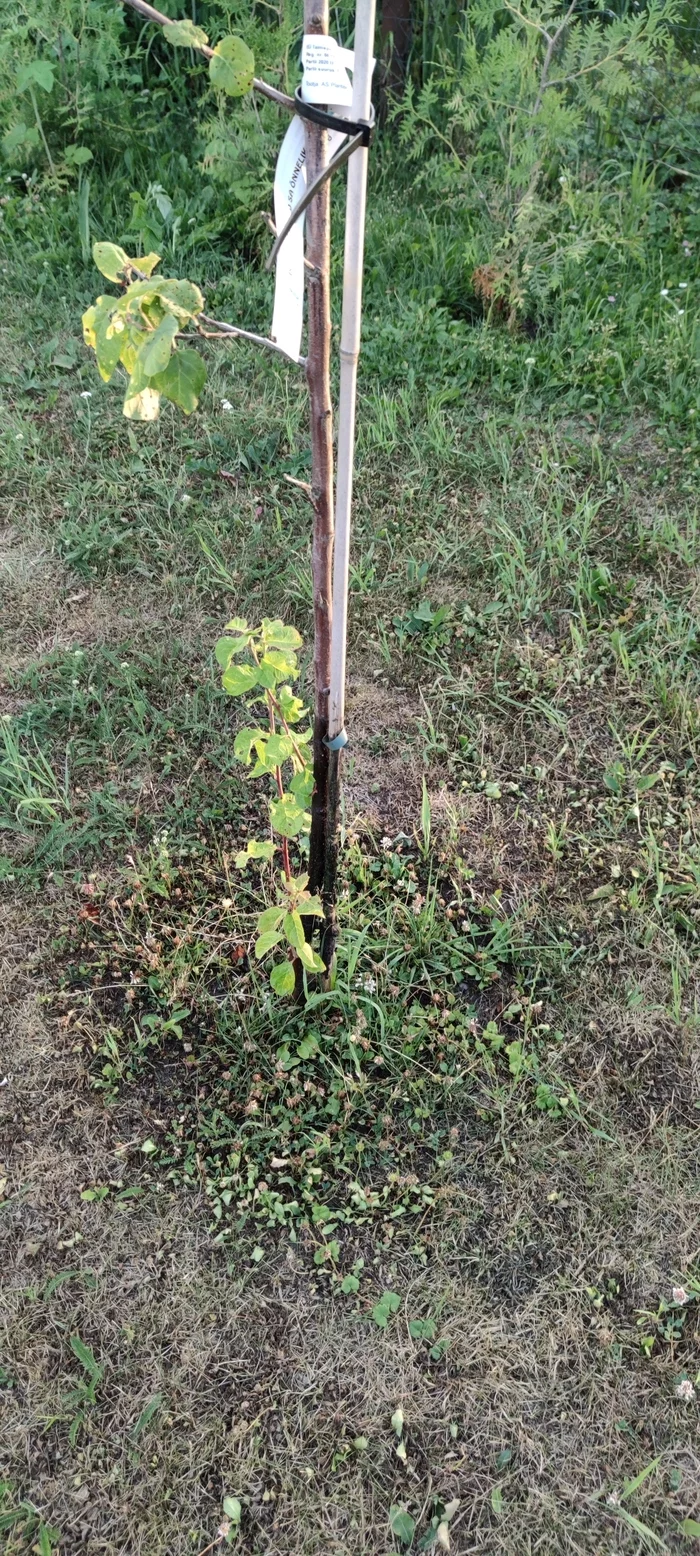 Plum - Garden, Garden, Longpost