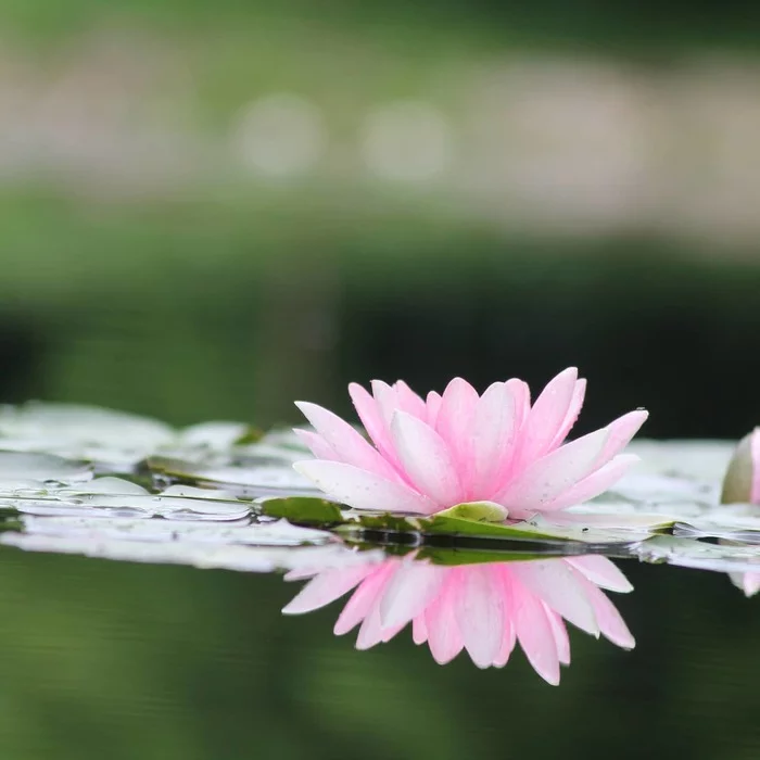 Water lily - My, The photo, Water lily, Flowers, Lily, Sokolniki, Summer, Bloom, Bokeh, , I want criticism, Top