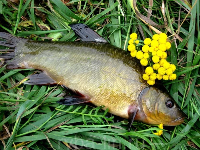 Fishing is a holy memory from childhood - My, Fishing, River, Childhood, Story