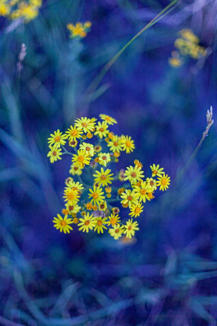 On the banks of the Irtysh - My, Flowers, Wildflowers, Longpost