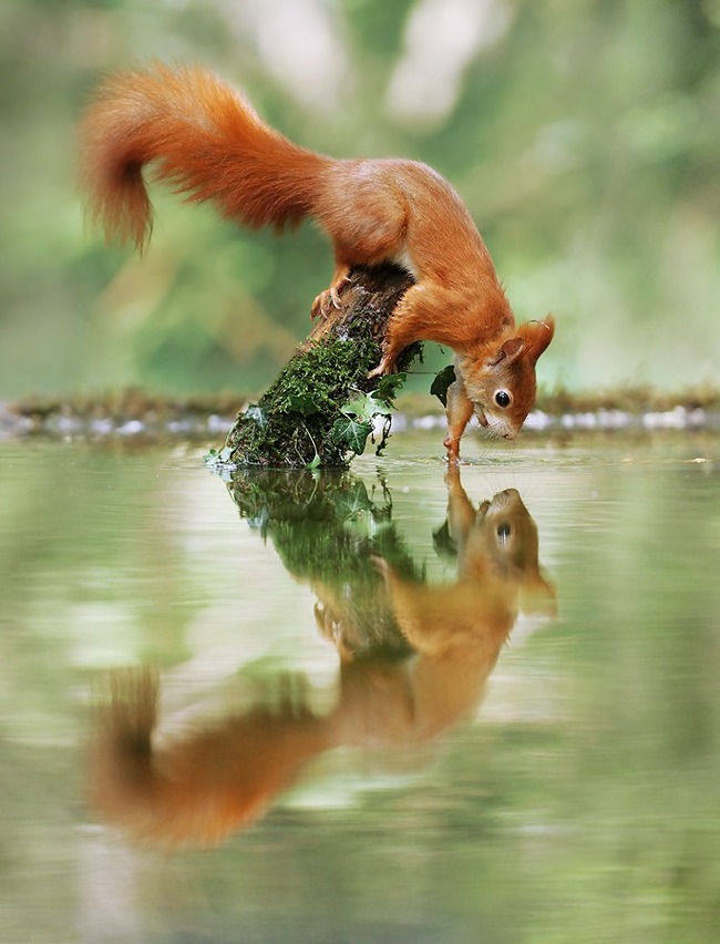 Ты кто? Давай дружить... - Белка, Отражение, Вода, Фотография, Природа