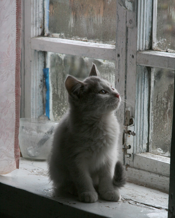 I'll put you on the windowsill... - cat, Windowsill, Window