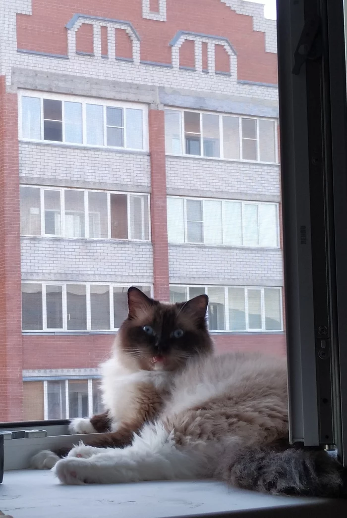 As always - My, cat, Astonishment, Window