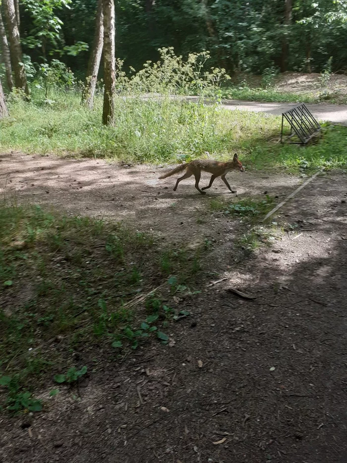 Fox in Kuzminki - My, Fox, Nature, Moscow