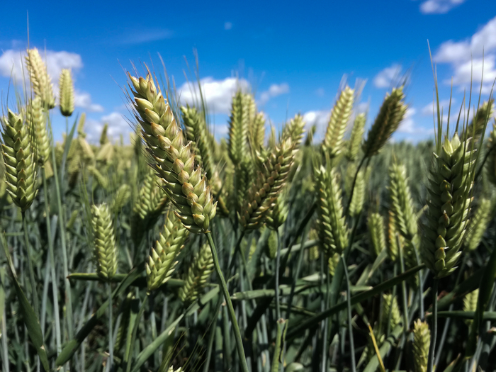 Пшеница | Пикабу