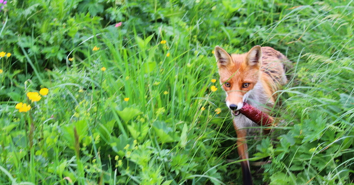Лиса обхитрила. Крадущий лис. Крадущий лис. Лиса стырила. Лиса ворует кур.