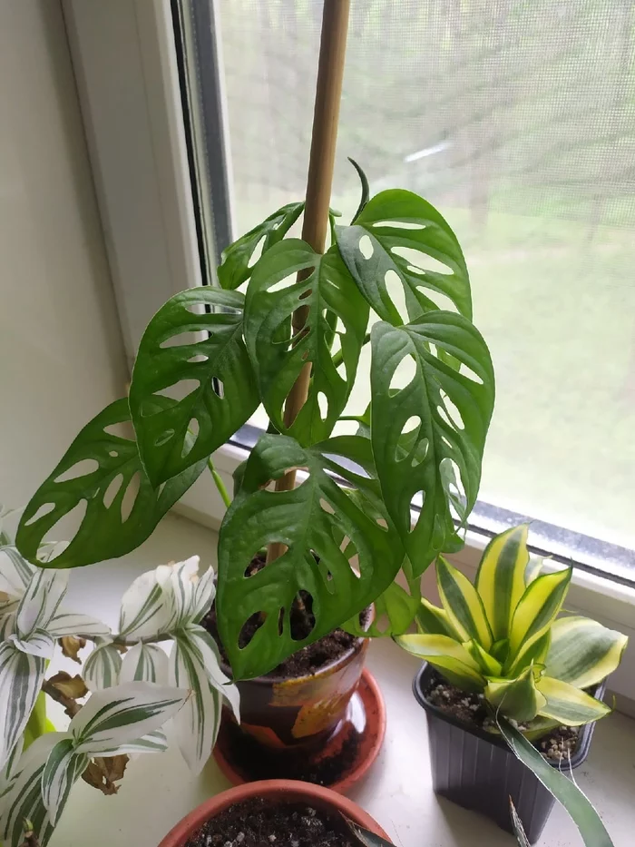 Syngoniums, monsters and much more - My, Plants, Houseplants, Monstera, Adenium, Hobby, Longpost