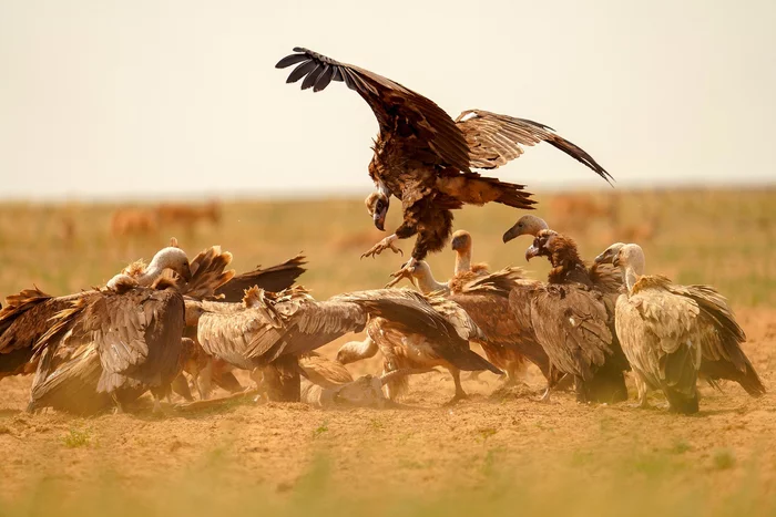 Feast - Birds, Wild animals, Vulture, White-headed vulture, Scavengers, Saiga, Astrakhan Region, Reserves and sanctuaries, , The national geographic, The photo, Feast, Animals, Steppe