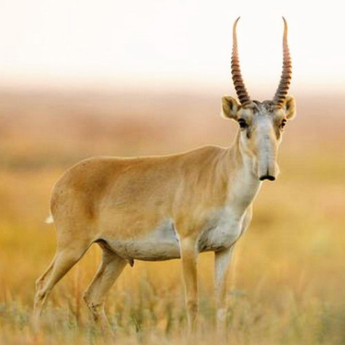 Saiga population restored in Kalmykia - Saiga, Antelope, Wild animals, Migration, Reserves and sanctuaries, Kalmykia, Rare view, Red Book, , Animals, Longpost