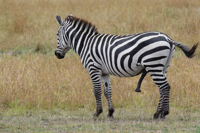 Эрекция, как способ спасения от жары Зебра, Лошади, Дикие животные, Фотография, Жара, Охлаждение, Мужское, Интересное, Эрекция, Животные, Африка, Дикая природа, Алексей Осокин, Длиннопост Эрекция, как способ спасения от жары Зебра, Лошади, Дикие животные, Фотография, Жара, Охлаждение, Мужское, Интересное, Эрекция, Животные, Африка, Дикая природа, Алексей Осокин, Длиннопост
