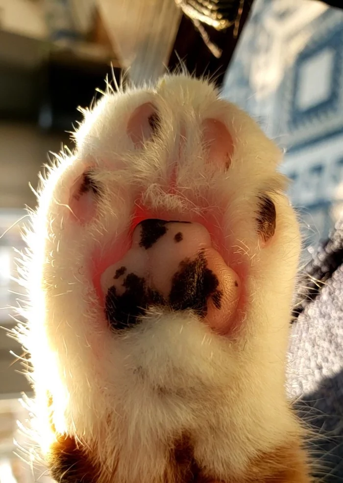 Sun through the paw - My, cat, Tricolor cat, Paws