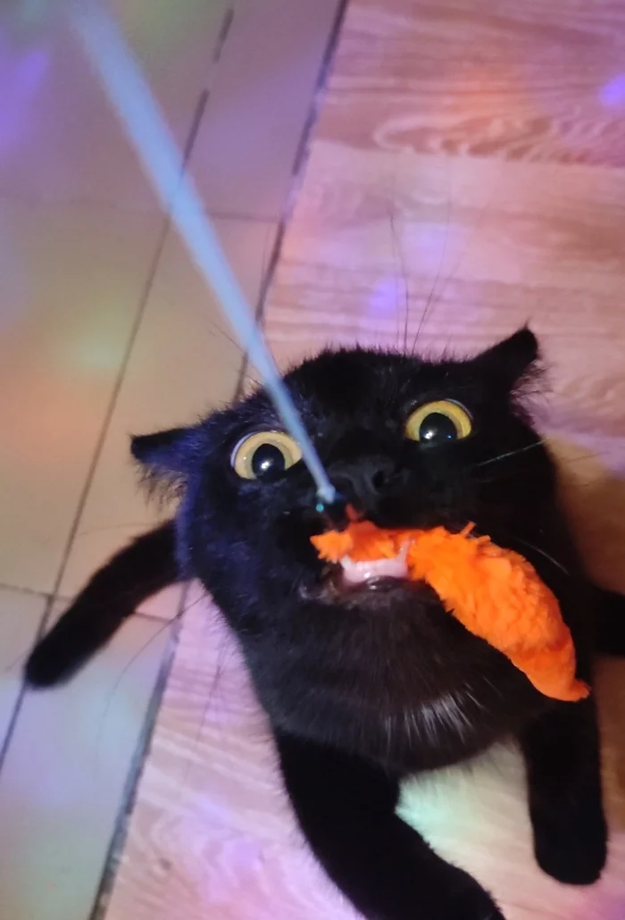 GIVE IT! - My, Milota, Black cat, cat