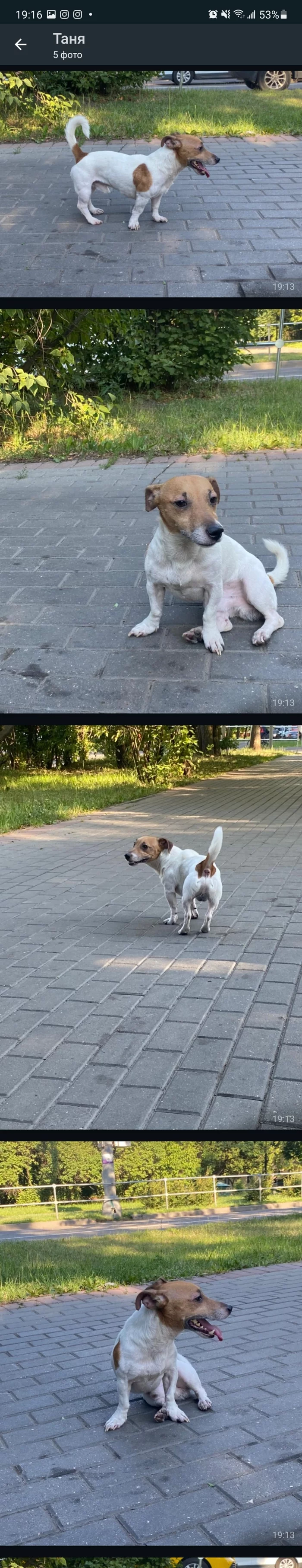 Found male Jack Russell Izmailovo Moscow URGENTLY upd owners found, thanks peekaboo - My, Lost, No rating, Jack Russell Terrier, Found a dog, Longpost