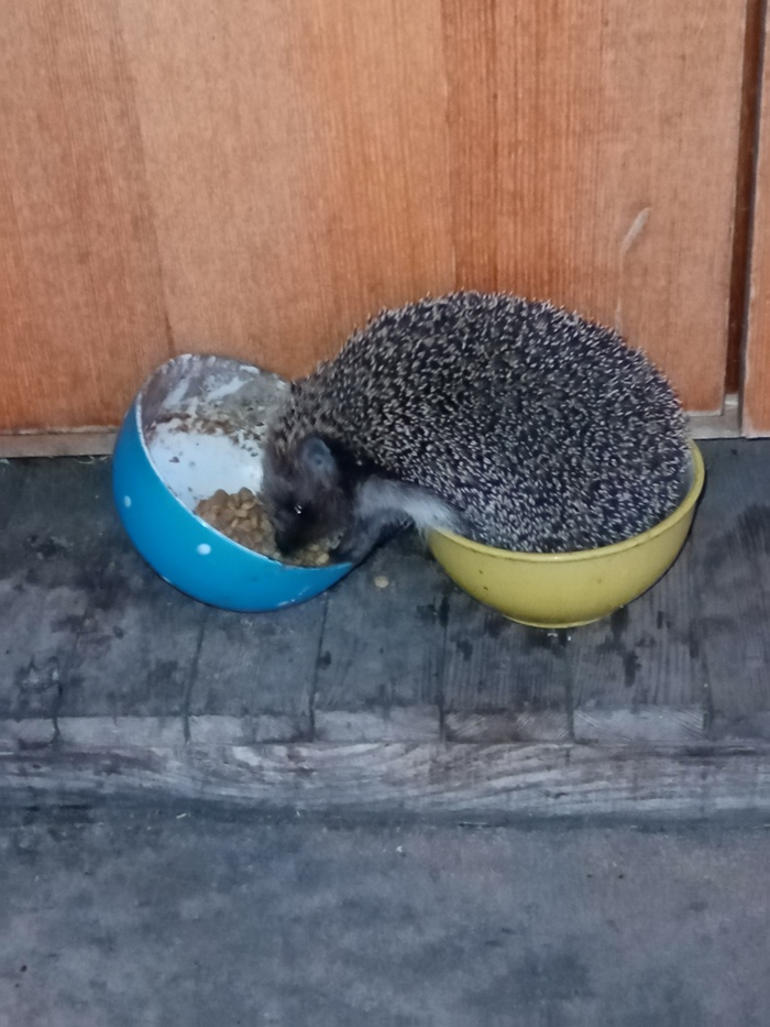 Ёжик - воришка