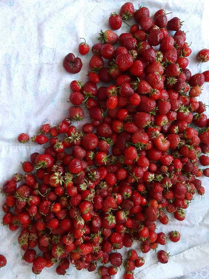 The berries of our cottage ... - My, Strawberry (plant), Strawberry jam, Raspberries, Dacha, Harvest, Gardening, Recipe, Longpost
