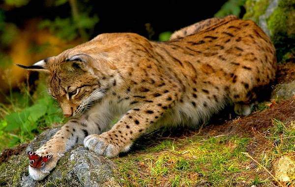 Lynx knows the world) - Lynx, Small cats, Cat family, Milota, Wild animals, Butterfly, beauty of nature, Positive, , The photo