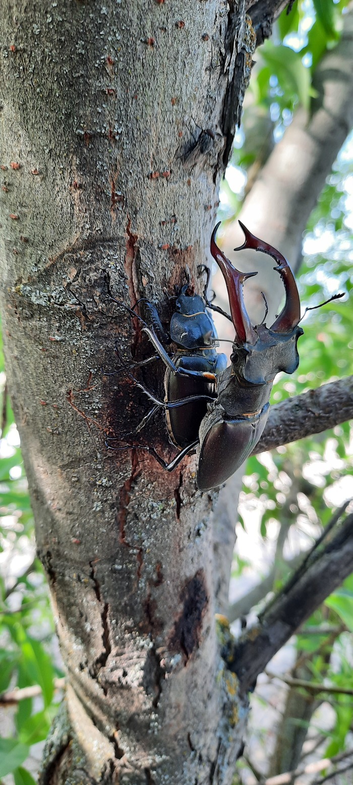 Краснокнижные пытаются выжить