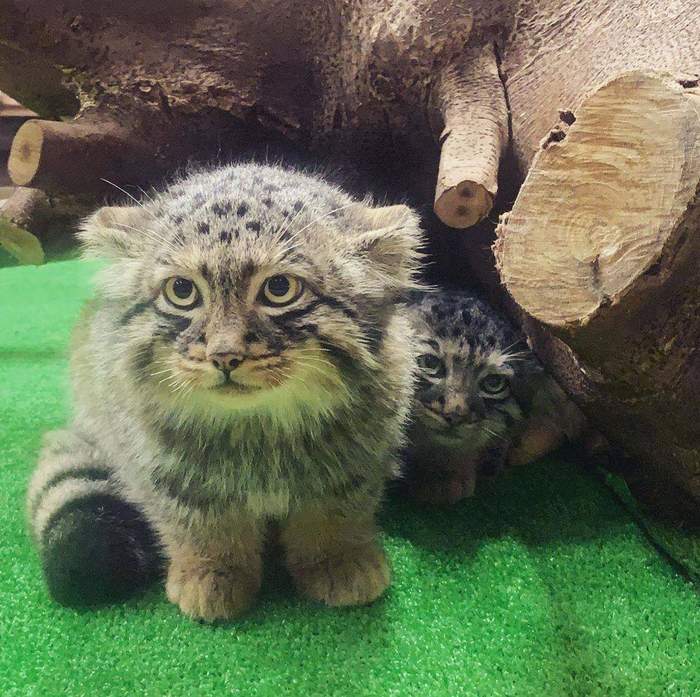 Well, at least pet the baby... - Pallas' cat, Small cats, Cat family, Kittens, Fluffy, Milota, Request, Humor, , Positive, Pet the cat