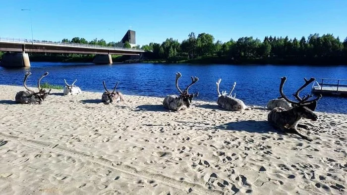 Even the deer are already on the beach, and what can you brag about? - Finland, The photo, Lapland, Reindeer
