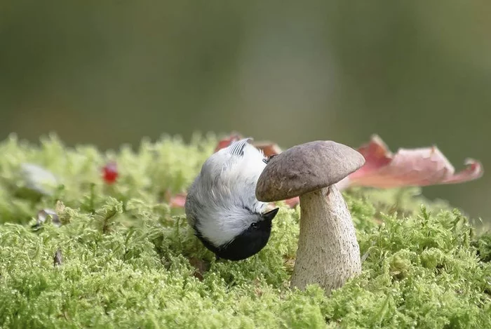 Worm, come out, we need to talk - The photo, Birds, , Instagram, Mushrooms, Boletus, Russian Geographical Society