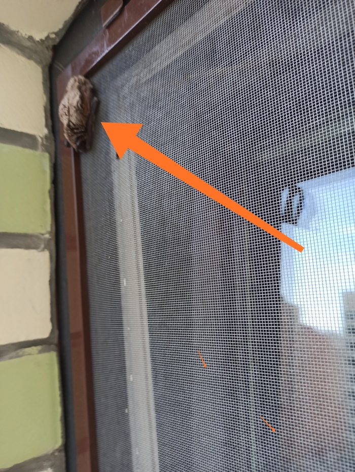 Летучая мышь