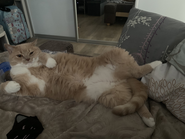 Я ваш пушмяш