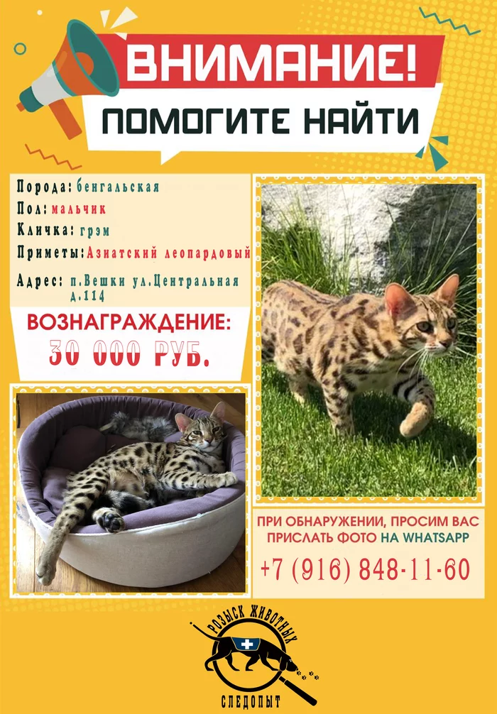 Veshki missing spotted leopard cat: Reward 30,000 rubles - No rating, Help, Help me find, Lost cat, cat, Animals, Urgently, Dolgoprudny, , Mytischi, news, Video, Longpost