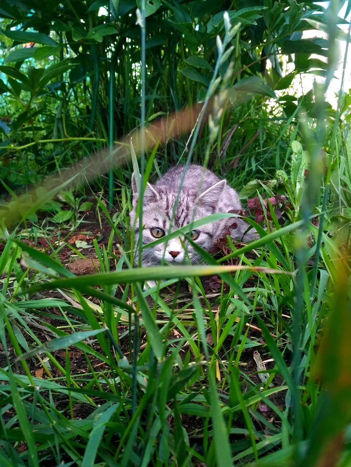 Terrible predator of the garden jungle - My, cat, Garden, Milota