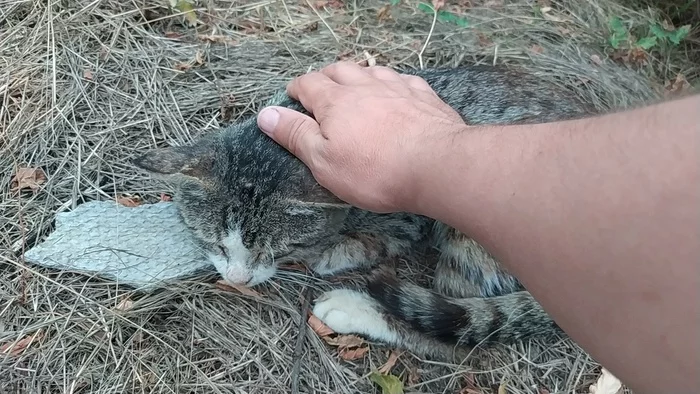 old cat - My, old, cat, Garden, Weasel, Pets