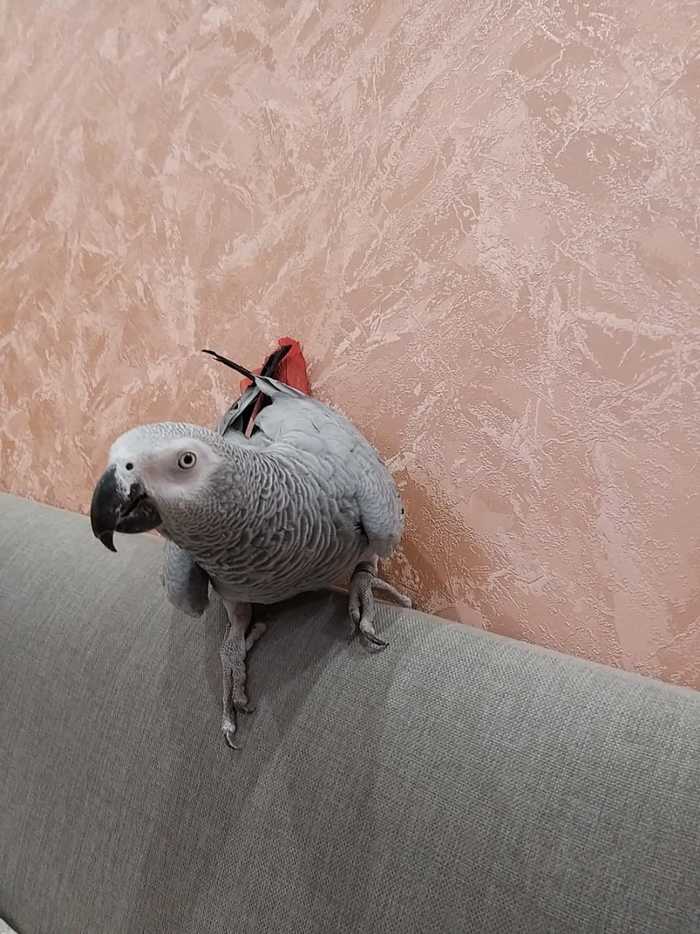 Sofa needs a home - My, No rating, Pets, Help, Longpost, Jaco, A parrot, In good hands, Birds