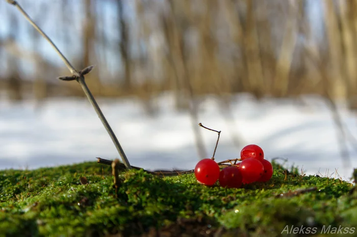 Echoes of autumn in early spring - My, Spring, Berries, Live, The photo