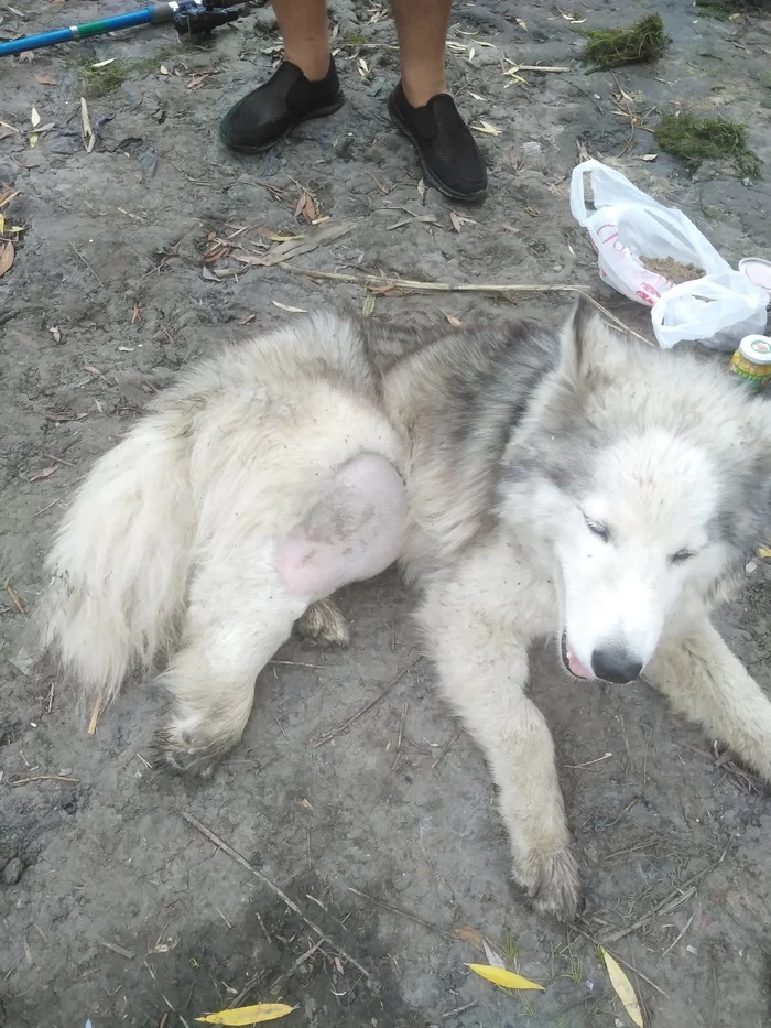 Rostov-on-Don. Found husky, in critical condition. Need help - My, Rostov-on-Don, Help, Dog, Veterinary, No rating