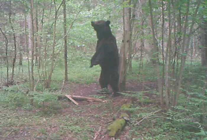 A mother bear with triplets and a graceful lynx - new footage from the camera traps of the Berezinsky Reserve has appeared - Wild animals, Lynx, The Bears, Black stork, Reserves and sanctuaries, Republic of Belarus, Interesting, Animal protection, Video, Longpost