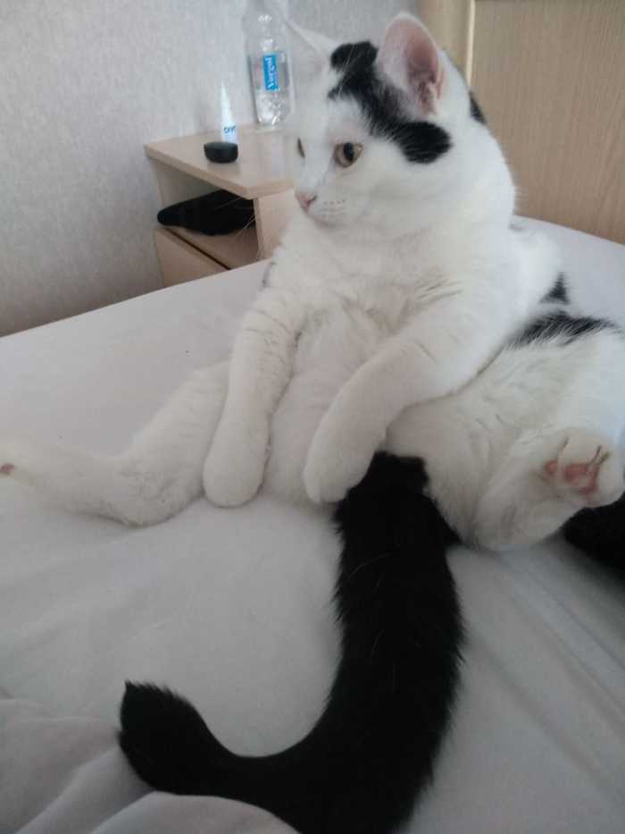 Наши сотрудники Коты и собаки вместе, Собака, Кот, Длиннопост