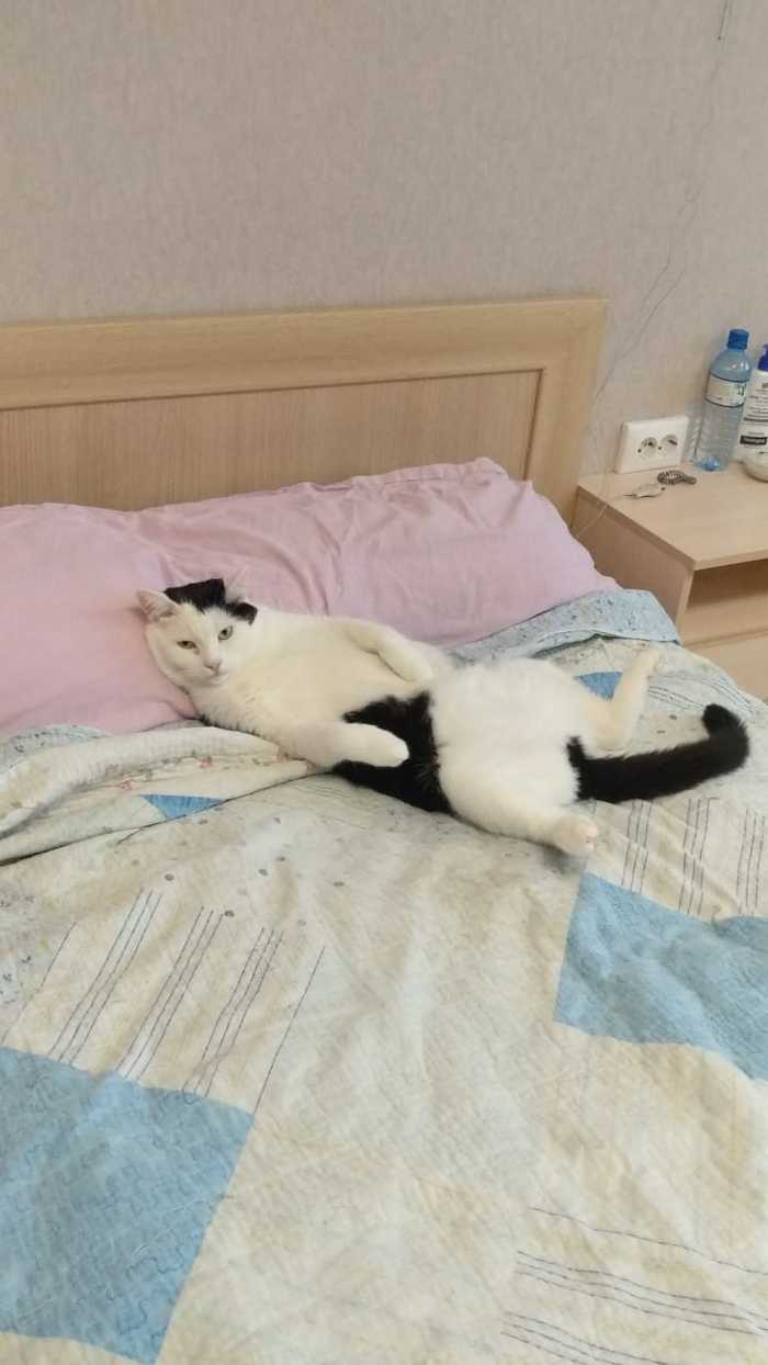 Наши сотрудники Коты и собаки вместе, Собака, Кот, Длиннопост