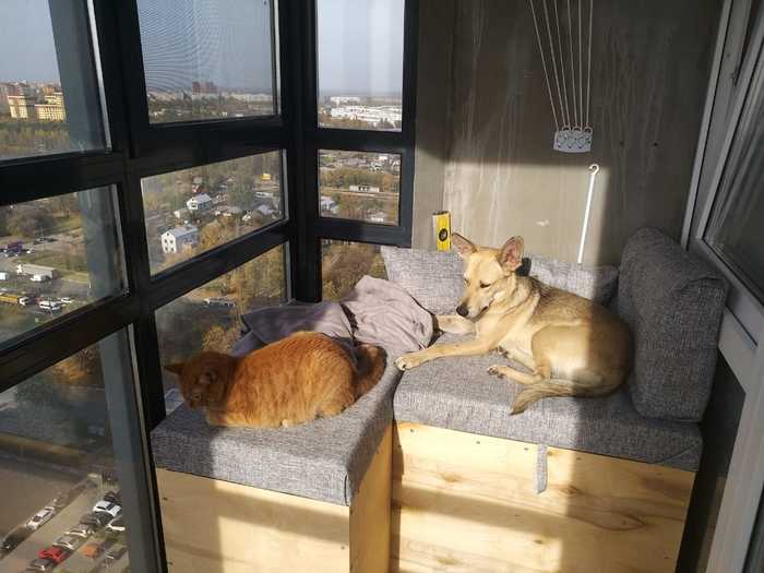 Наши сотрудники Коты и собаки вместе, Собака, Кот, Длиннопост