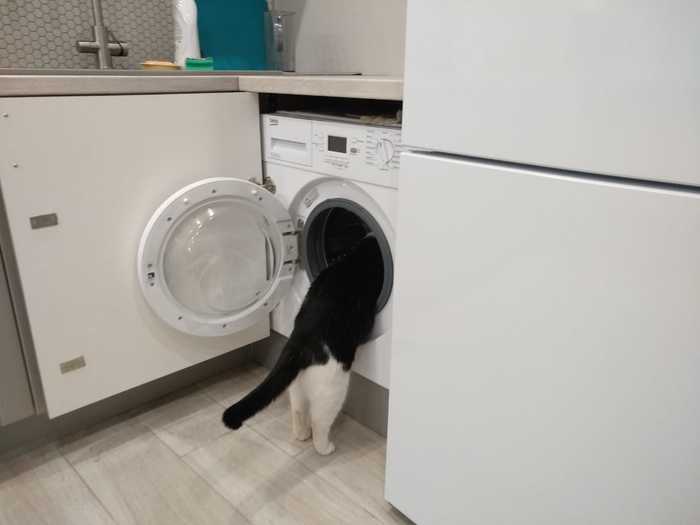 Наши сотрудники Коты и собаки вместе, Собака, Кот, Длиннопост