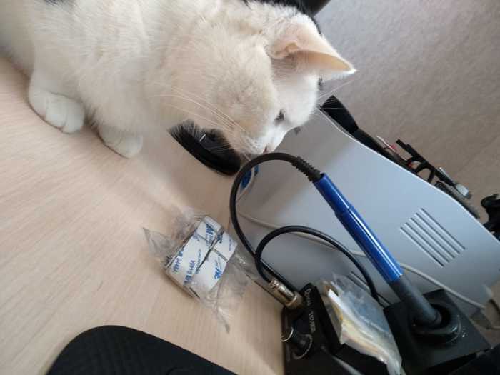 Наши сотрудники Коты и собаки вместе, Собака, Кот, Длиннопост