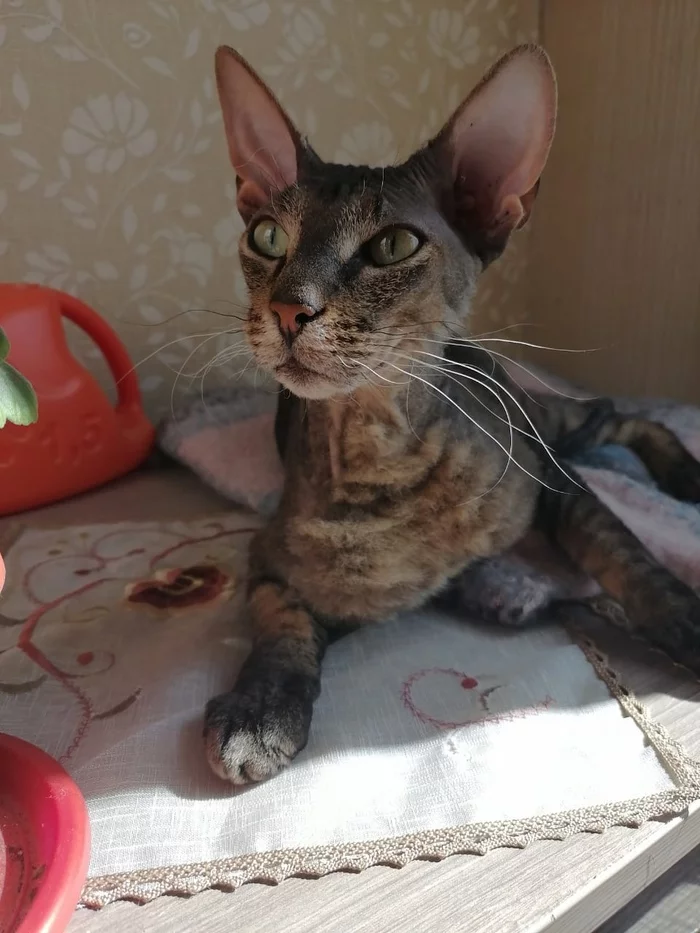 Young crossbred Sphynx SPB - Saint Petersburg, No rating, In good hands, cat, Longpost