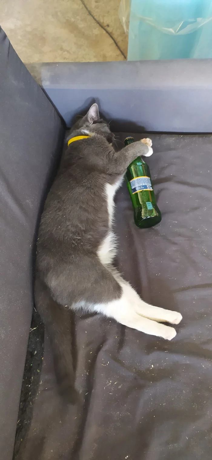 Alcoholic cat - grief in the family) - My, cat, Beer, Images, Alcohol, Longpost