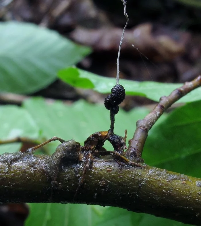 Cordyceps lopsided (Camponotus leonardi) - Wikipedia, Mushrooms, Zombie, Video, Ants, Biology, Longpost