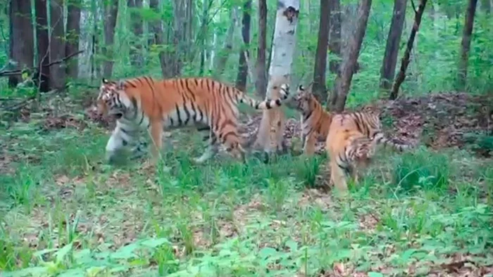 A camera trap captured a family of tigers in Primorye - Tiger, Amur tiger, Big cats, Tiger cubs, Primorsky Krai, Wild animals, Predator, Milota, , Redheads, Phototrap, Video