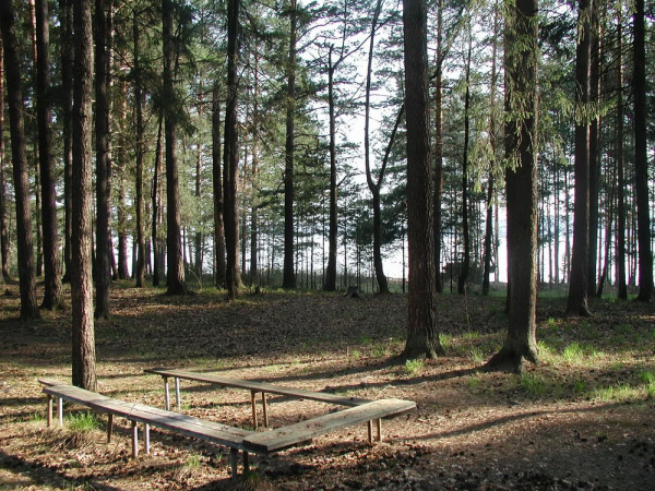 Not particularly protected forest: a hectare of pine forest was destroyed in the Perm Territory - Ecology, Tree, Forest, news, Permian, Business