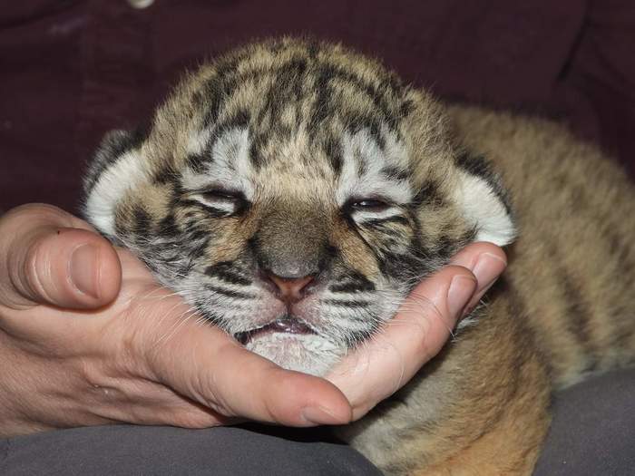 Terrible red beast! - Tiger, Tiger cubs, Big cats, Cat family, Milota, Predator, Wild animals, Longpost, Zoo, , USA