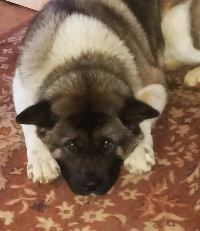 When they were not allowed to eat a hedgehog - My, American Akita, Resentment, Dog