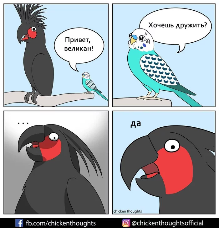 Hello giant budgerigar! - Chicken thoughts, Comics, A parrot