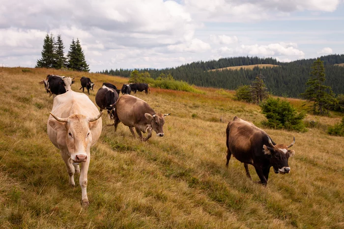 Scientists have edited the genome of a cow to grow a new generation of clones - Genetic modification, Cow, Clones, DNA, Milk, Lactose intolerance, Cloning