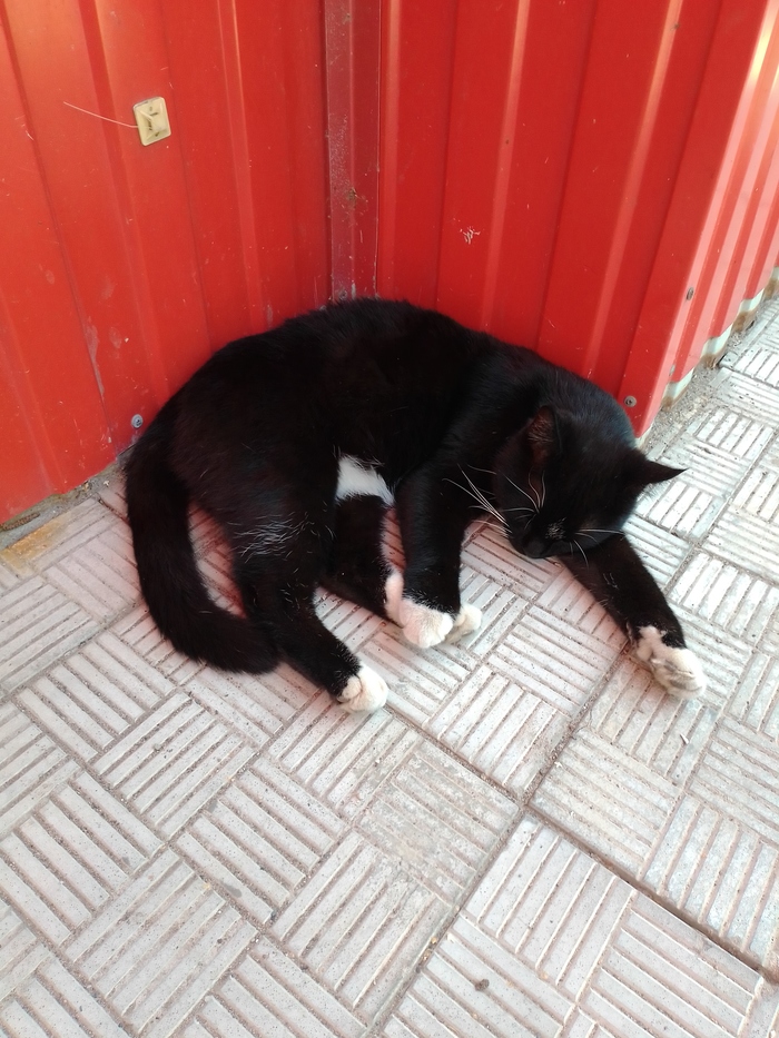 Лежит и ухом не ведет