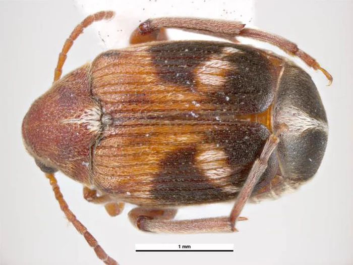 Injuries during copulation are useful for female grain beetles - Жуки, Insects, Pairing, Injury, Wild animals, Penis, Big size, The science, , The national geographic, Scientists, Research, Informative, Longpost