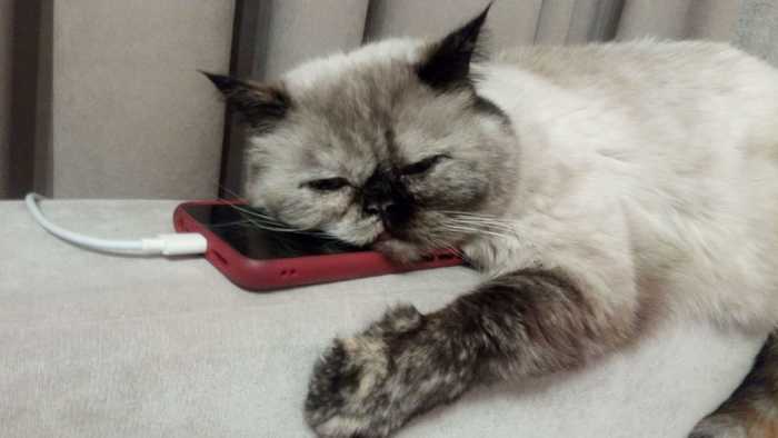 Why doesn't he call? - My, cat, Telephone, Boredom